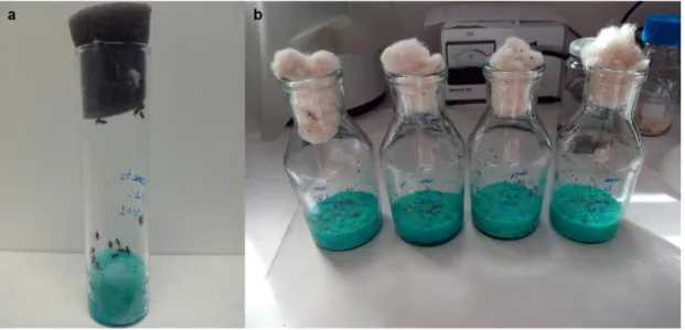 Table 2. Tested concentrations, for the in vivo assays, for each component. 