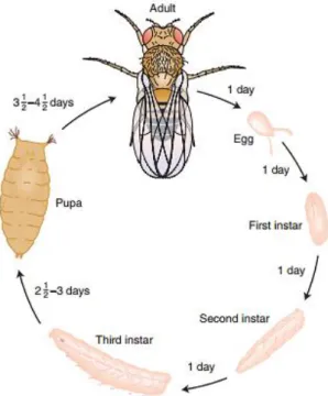 Figure  12.  Life  cycle  of  Drosophila  melanogaster  with  different  stages  and  development  time  (Griffiths et al., 2015b)