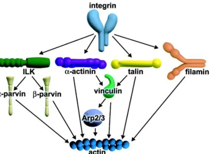 Figure I.5 -  Different  pathways through which integrins can link  to the actin  cytoskeleton