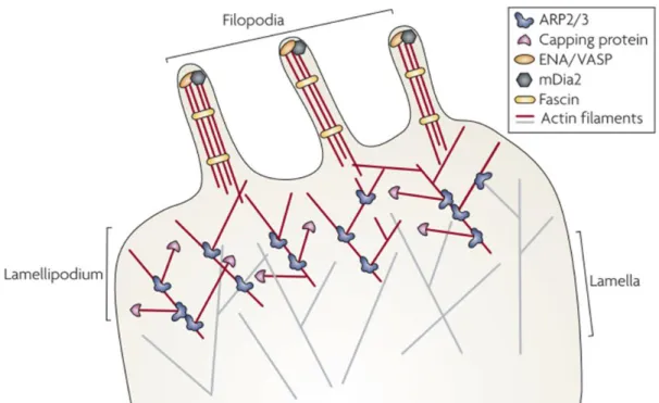 Figure  I.7  -  Oligodendrocyte  process  formation.  Extracellular  signals  mediate  polymerization  of  actin  filaments,  resulting  in  the  protrusion  of  the  plasma  membrane  and  the  formation  of  filopodia