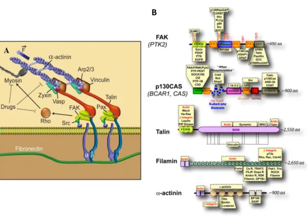 Figure I.9 – See legend on the next page. 