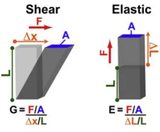 Figure I. 10 - Rigidity moduli. Elastic and shear moduli are the ratio of the amount of force applied per  area  (F/A) and strain [which  reflects the  displacement  in the direction of  the  force  applied  relative to  the initial length (Δx/L or ΔL/L)]