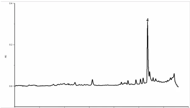 Figure 5- HPLC-DAD phenolics profile of G. max aerial parts after the acid hydrolysis