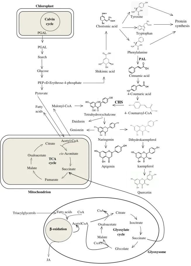 Figure  7-  General  and  simplified  biosynthetic  pathway  of  primary  and  secondary  metabolites  in  plants