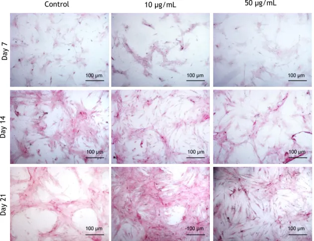Figure 10 - Images of Collagen histochemical staining of hMSCs cultured in the absence (control) and in  the presence of 10 and 50 µg/mL nano-HA, at days 7, 14 and 21The presence of collagen is shown by red  to pink stain