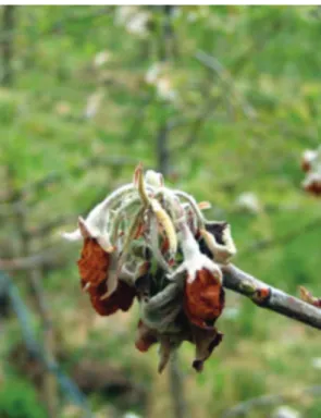 figura 1 .- Sintoma de corimbos mortos em macieira bravo de Esmolfe  (foto: carlos Santos).
