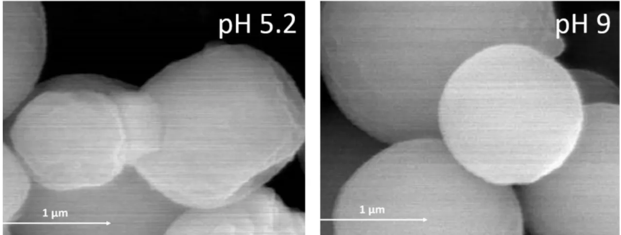 Figure 2: Surface and shape of the β-galactosidase microparticles prepared at pH´s 5.2 and 428 
