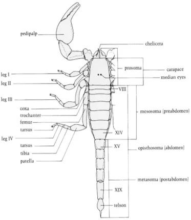 Figure 2: Scorpion dorsal view  (14) 