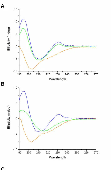 Figure 2 –  A) CD spectra of iTLP (at 500 mg L -1 ) in model wine solution (absence of  SO 2 )
