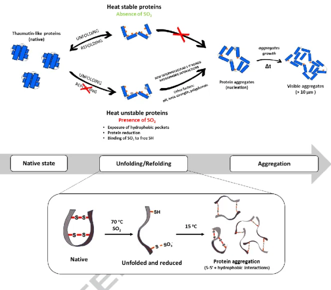 Figure 6 – Updated model for the protein haze development mechanism in white wine. 