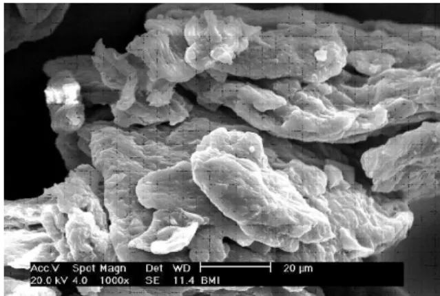 Figura 1. Micrograia da casca de banana ampliada 1000x