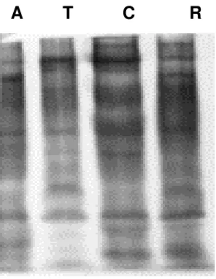 Figure 2:  Western blots of separated protein bands of all four scorpion venom  samples