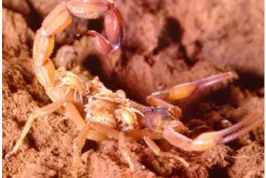 Figure 7. Parthenogenetic female of Tityus stigmurus with brood. 