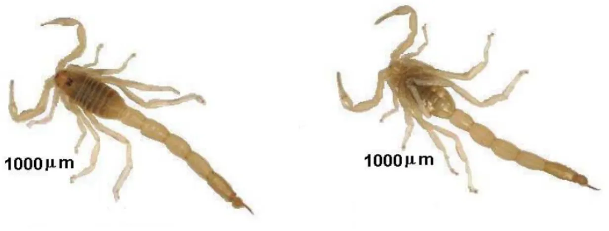 Figure 9. Buthacus leptochelys collected in the Riyadh region. 