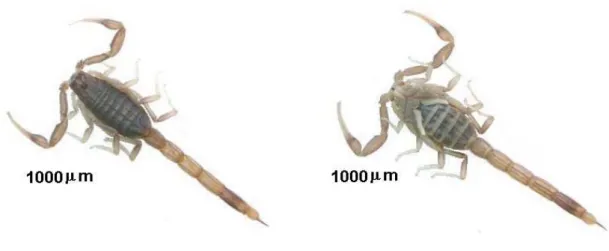 Figure 5. Compsobuthus werneri collected in the Riyadh region. 