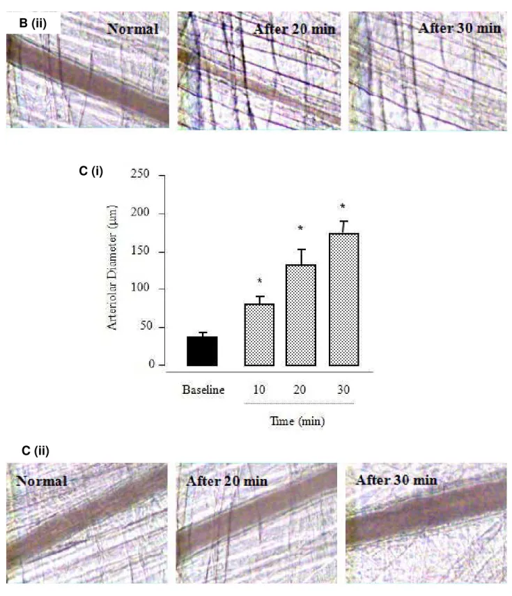 Figure 4. Intravital micrograph of cremaster muscle (n = 5) after topical application of  10 nmol of the peptides Pnor 3 (A), Pnor 5 (B) and Pnor 7 (C)