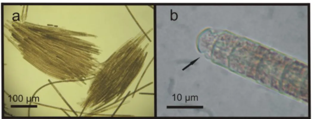 Figure 2.  Trichodesmium erythraeum, from sample #2, showing (a) parallel  trichomes and, in detail, (b) showing the caliptra (arrow)