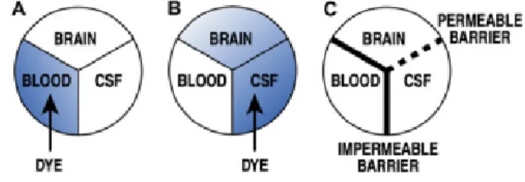 Figure  2. Schematic  representation  of the  diffusion  of a dye  according  to  the  injection  place