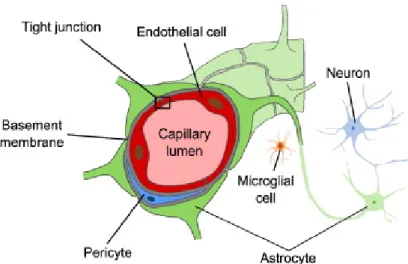 Figure 4. Representation of the neurovascular unit. The BBB is composed  by microvessel endothelial cells which are surrounded by pericytes, astrocytes  end-feet, neurons and the  basal lamina,  all  essential for the development and  maintenance of the BB