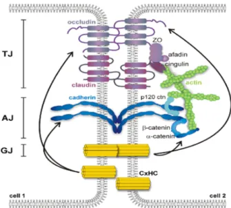 Figure  5.  Representation  of  the  interendothelial  junctions  network.  Adjacent  endothelial cells are connected by  different  TJs, AJs and GJs (De Bock, Vandenbroucke et al