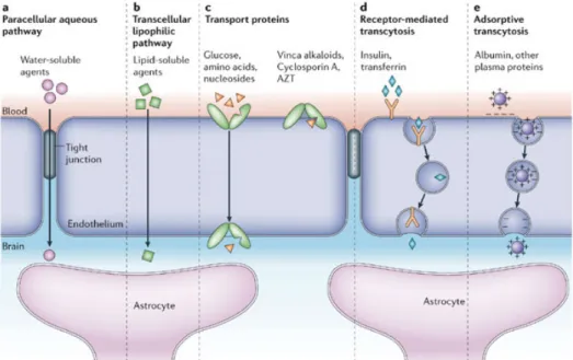 Figure 6. Scheme of transport mechanisms across the BBB, depending on the compound nature  (Abbott, Ronnback et al