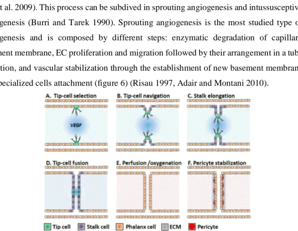 Figure 7. Overview of sprouting angiogenesis (Adair and Montani 2010).