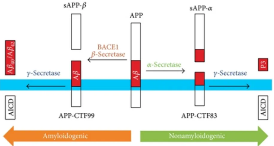 Figure 11. Representation of APP processing. The transmembrane APP can be processed  by two different pathways: in the left it is represented the amyloidogenic pathway and in the  right the non-amyloidogenic pathway (Pajak, Kania et al