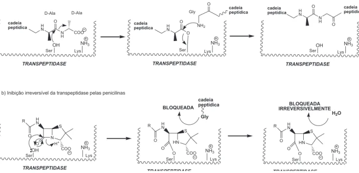 Figura 4. A- Instabilidade de penicilinas em meio ácido. B- Mecanismo de  ação das cefalosporinas