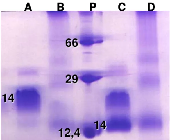 Figure 3 shows that the native toxin presented higher IgG titers than its irradiated  form