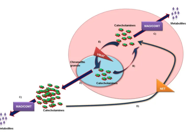 Figure 3. Mechanisms for maintaining the intracellular content of catecholamines. 