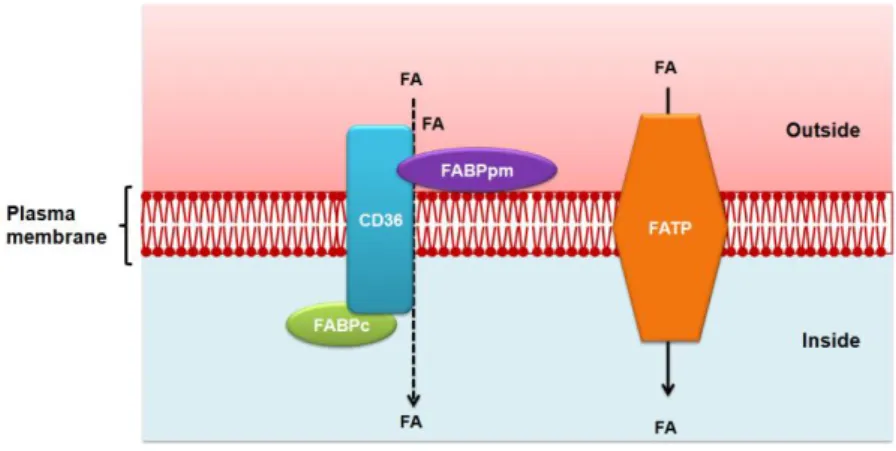 Figure 10. Fatty acid transport across the cell membrane. 