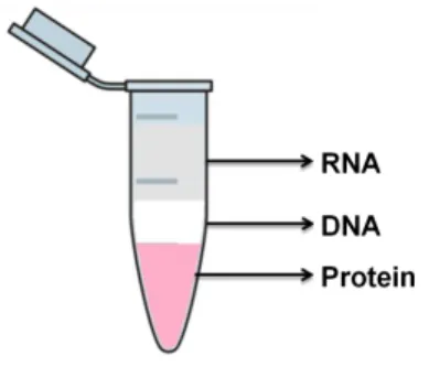 Figure 11. Layers obtained after centrifugation with chloroform in RNA extraction, by Tripure