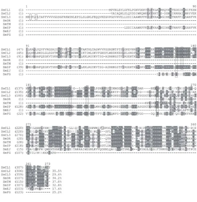 Figure 4. Alignment of amino acid sequences of new potential cathepsin L family  identified from Schistosoma mansoni transcriptome