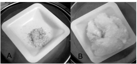 Figura 1S .  (A) Ilustração do EPS R 1  seco e moído; (B) EPS R 1  dialisado e lioilizado
