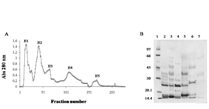 Figure  1.  (A)  Ion  exchange  chromatography  on  DEAE-Sephacel.  B.  moojeni  crude  venom  (200  mg)  was applied on the column (1.7 x 15 cm) and elution was carried out at a flow rate of 20 mL/hour with  ammonium bicarbonate (Ambic) gradient buffer, p