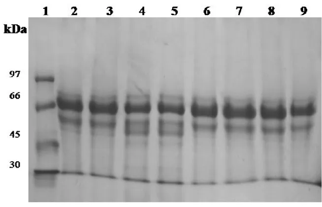 Figure  3.  Protein  profile  of  (A)  L.  amazonensis  (PH8)   and  (B)  L.  braziliensis  (M2903)  by  SDS-PAGE  (14%)  in  reduced condition after treatment