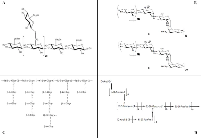 Figure 1. Examples of microalgae polysaccharide structures.  (A) A model of (β1→3)- D -glucan branched at  position O-6 of Glc residue from the diatom P