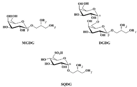 Figure  2.  Structures  of  mono-  and  digalactosyl  diacylglycerols  (MGDG  and  DGDG)  and  sulfoquinovosyl  diacylglycerol (SQDG) mainly found in photosynthetic membranes of microalgae
