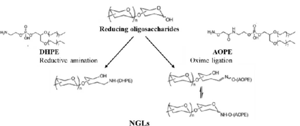 Figure  4.  Preparation  of  neoglycolipids  (NGLs)  from  reducing  oligosaccharides  by  reductive  amination  or  oxime ligation reactions (63).
