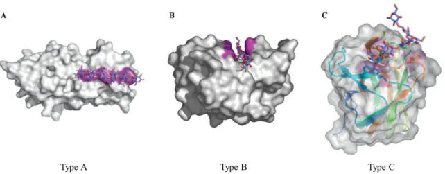 Figure 6. Structural examples of CBMs from Type A, B and C. (A) The crystallographic dimer of CBM63  from Bacillus subtilis (PDB ID 4FER) in complex with cellohexaose (blue sticks)