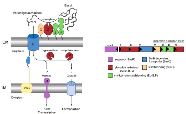 Figure  7.  Overview  of  the  starch  utilization  system  (Sus)  in  B.  thetaiotaomicron