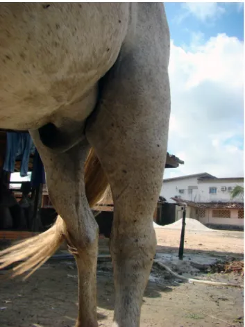 Figure  1.  Increased  size  on  the  left  hind  limb  and  foreskin. 
