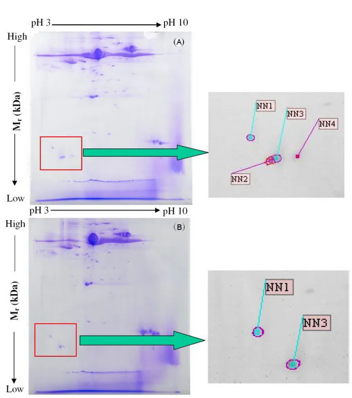 Figure 2. Expression of protein spots between mice treated with (A) snake venom and (B)  M