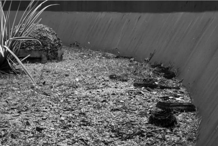 Figure 5.  Crotalus  basking in the sun during the afternoon.