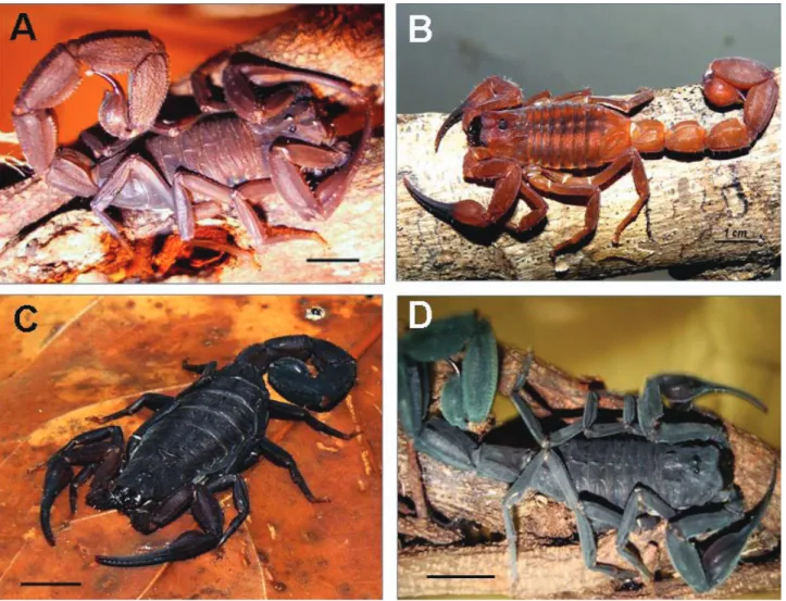 Figure 2. Species that belong to the genus Tityus responsible for severe scorpionism in Panama