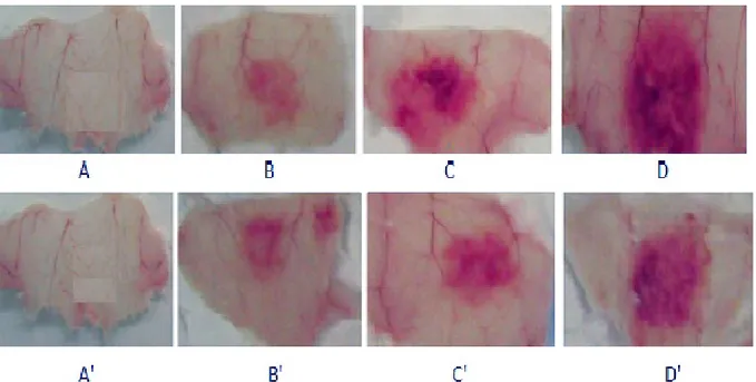 Figure 3. Minimum hemorrhagic dose (MHD) of (1) Macrovipera mauritanica; (2) Cerastes cerastes and (3)  Naja haje  venoms.