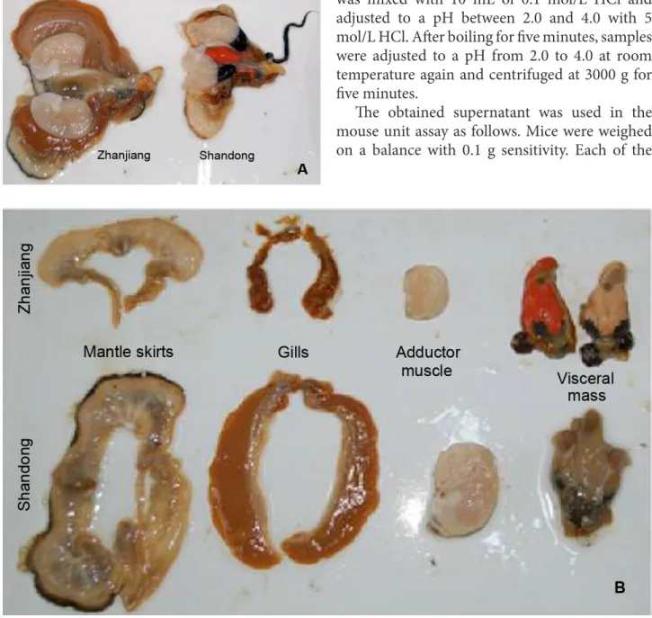Figure 1. Anatomy of scallops from Zhanjian and Shandong.