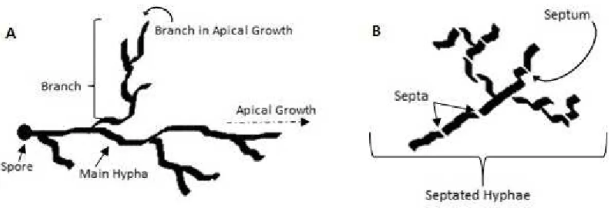 Figure 1 Representation of a mycelium (A) with septated hyphae, adapted from (Fisher &amp; Cook, 1998); (B) with  aseptated hyphae and his apical growth, adapted from Vergara-Fernández et al