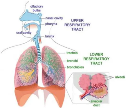 Figure 3 Human Respiratory System displayed by upper and lower respiratory tract, retrieved from Tu et al