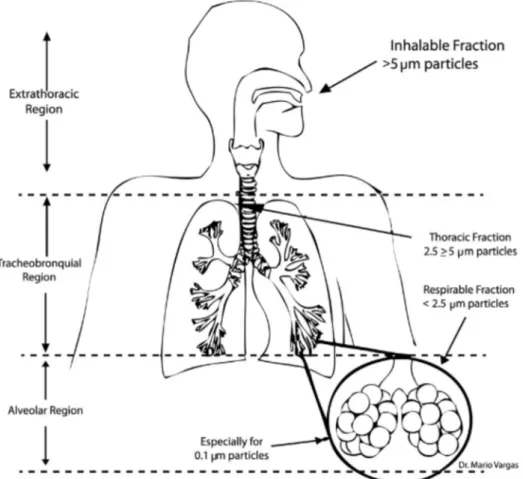 Figure 5 Regional deposition of particles on human respiratory tract, retrieved from Sierra-Vargas &amp; Teran  (2012)